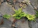 Deers foot fern